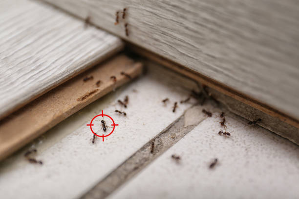 Best Pest Removal Services  in Owosso, MI