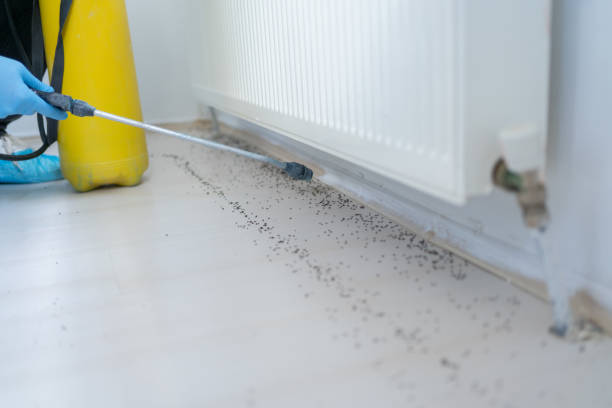 Best Termite Control Services  in Owosso, MI